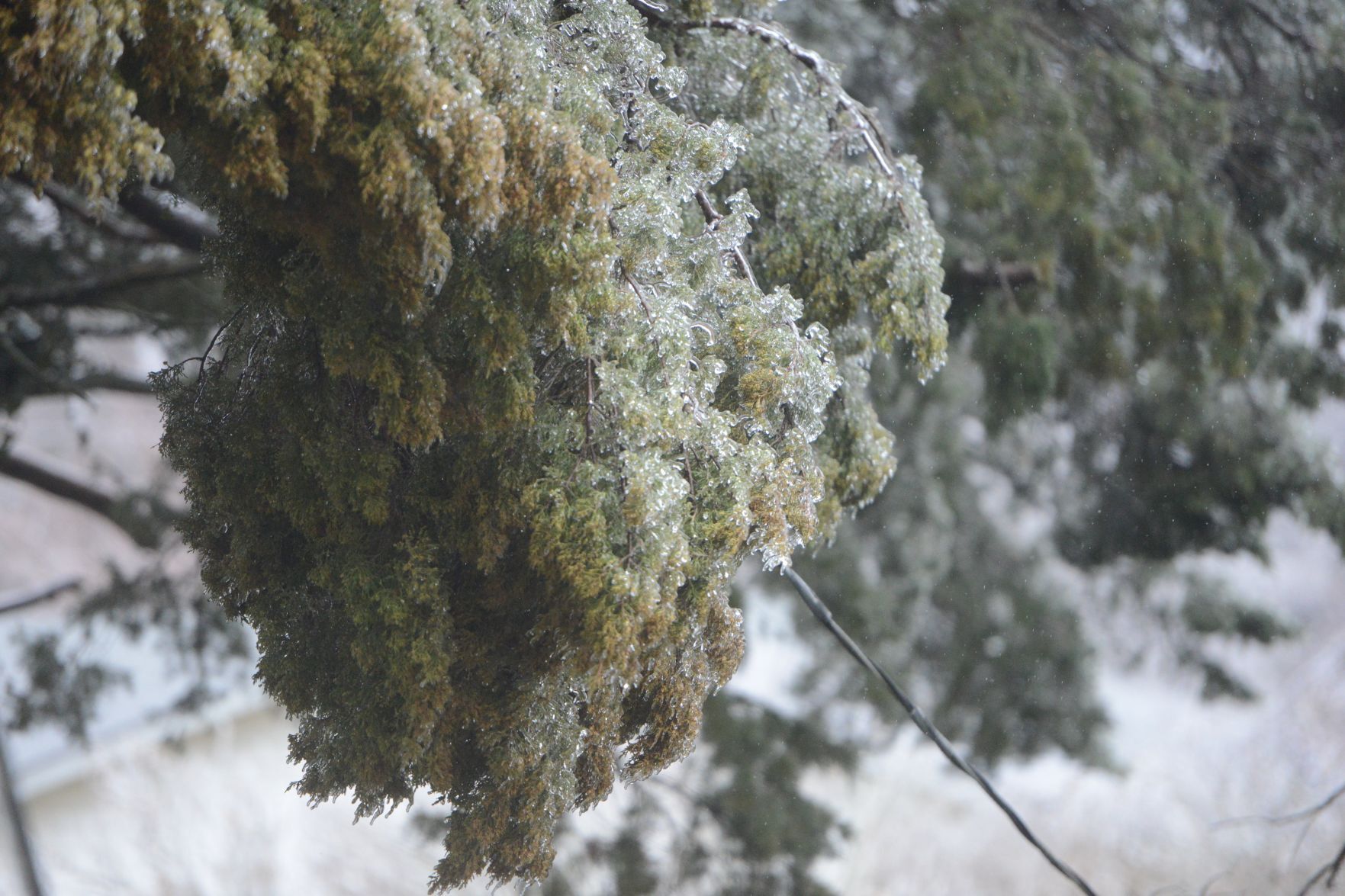 Frozen branches 4.jpg